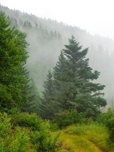 Commissary Trail in Fog