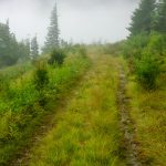 Commissary Trail in Fog