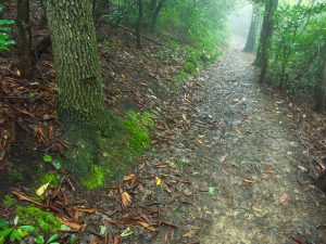 Hunt-Fish Falls Trail