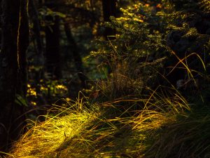 Backlit Grass