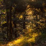 Backlit Spruce Forest