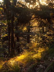 Backlit Spruce Forest