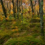 Birch Forest at Sunset