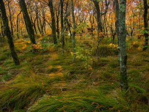 Birch Forest at Sunset