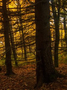 Spruce Silhouette