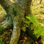 Unusual Tree beside the MST