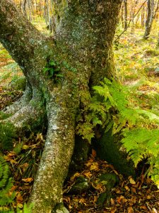 Unusual Tree beside the MST