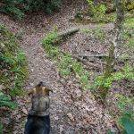 Darla the Trail Dog on Lover's Leap Trail