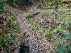 Darla the Trail Dog on Lover's Leap Trail