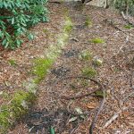 Old Logging Road and Cable