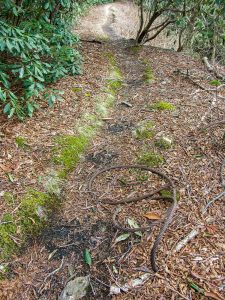 Old Logging Road and Cable