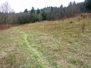 Meadow on the MST