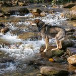 Crossing Big Creek