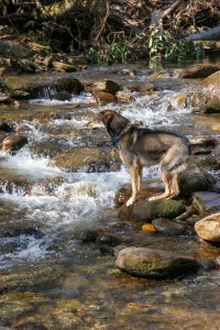 Crossing Big Creek