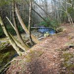 Leaning Trees on the Big Creek Trail