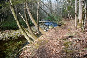 Leaning Trees on the Big Creek Trail