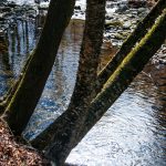 Trees over Big Creek