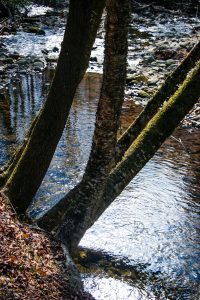 Trees over Big Creek