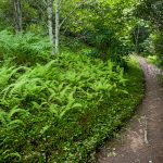 Appalachian Trail through Lush Woods