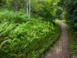 Appalachian Trail through Lush Woods