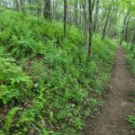 Appalachian Trail through Open Woods