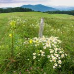 Max Patch Flowers and View