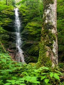 Pisgah National Forest: Max Patch and Harmon Den Area