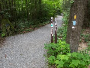 Start of the Mount Mitchell Trail