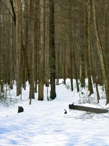 Hickory Branch Trail in Snow