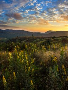 Pisgah National Forest: Black Balsam Area