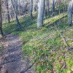 Trail Through Clubmoss