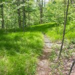 Buckey Gap Trail on Grassy Ridge