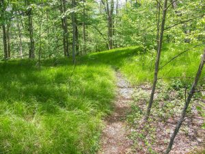 Buckey Gap Trail on Grassy Ridge