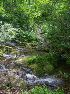 Buckeye Gap Trail Stream Crossing