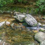 Haywood Gap Trail Creek Crossing