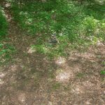 Haywood Gap and Buckey Gap Trail Junction