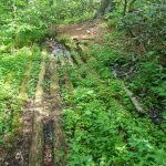 Old Logging Bridge Structure