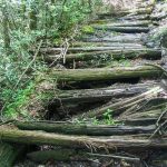 Signs of Logging