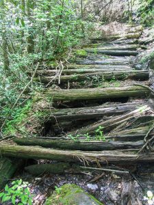 Signs of Logging