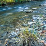 Grass and Rocks on the South Mills River