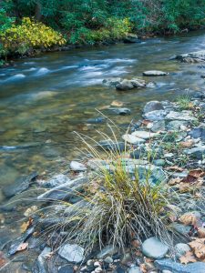 Grass and Rocks on the South Mills River