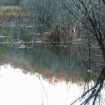 Fall Colors Reflect in the Beaver Pond