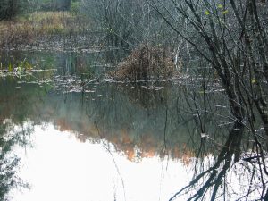 Fall Colors Reflect in the Beaver Pond