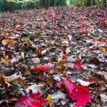 South Mills River Trail Fall Leaves