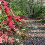 Red Oak Leaves beside the South Mills River Trail