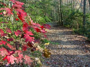 Red Oak Leaves beside the South Mills River Trail