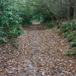 Rhododendron Tunnel on the South Mills River trail