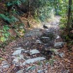 Rocky Section of the South Mills River Trail