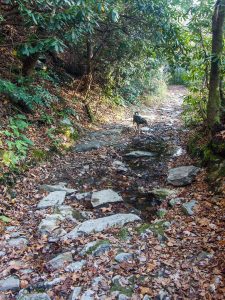 Rocky Section of the South Mills River Trail