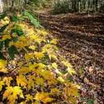 Low Fall Color on the South Mills River Trail